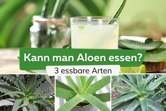 Kann man Aloe vera essen? 3 essbare Arten