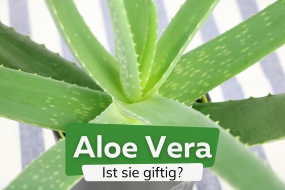 Ist Aloe vera giftig für Mensch oder Tier?