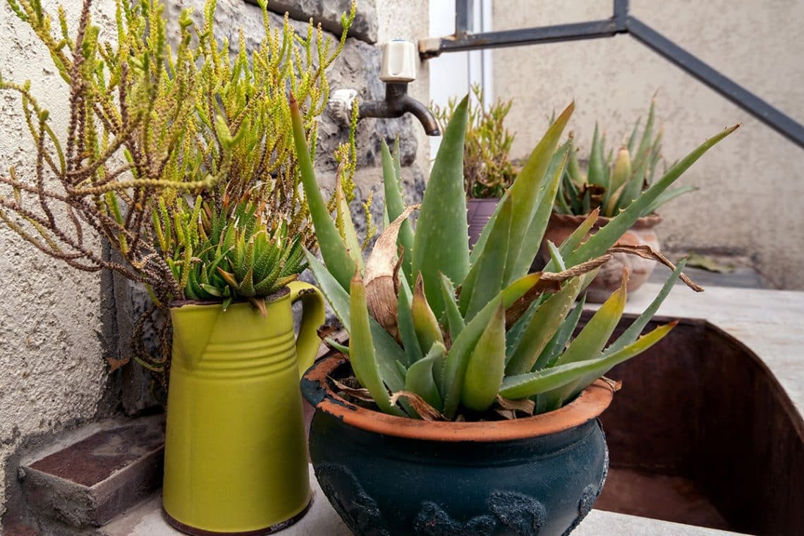 Aloe Windschutz