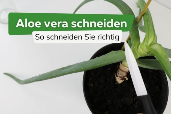 Aloe vera schneiden: wie richtig abschneiden?