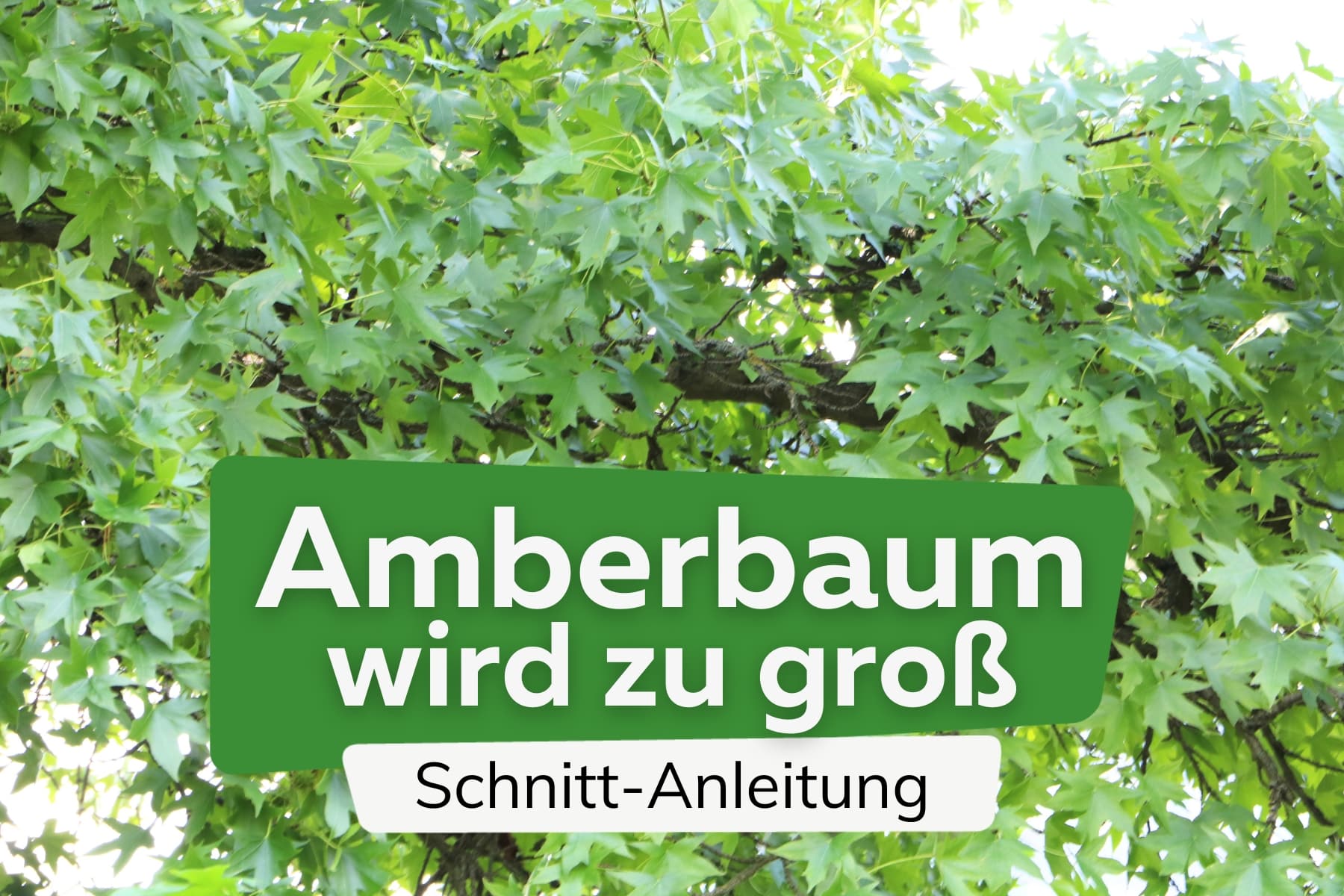 Amberbaum wird zu groß: so schneiden sie ihn