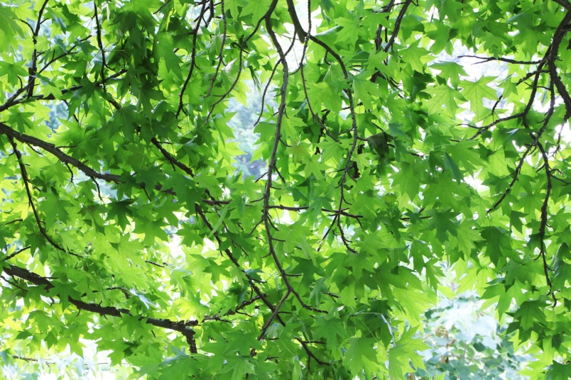 Amerikanischer Amberbaum (Liquidambar styraciflua)