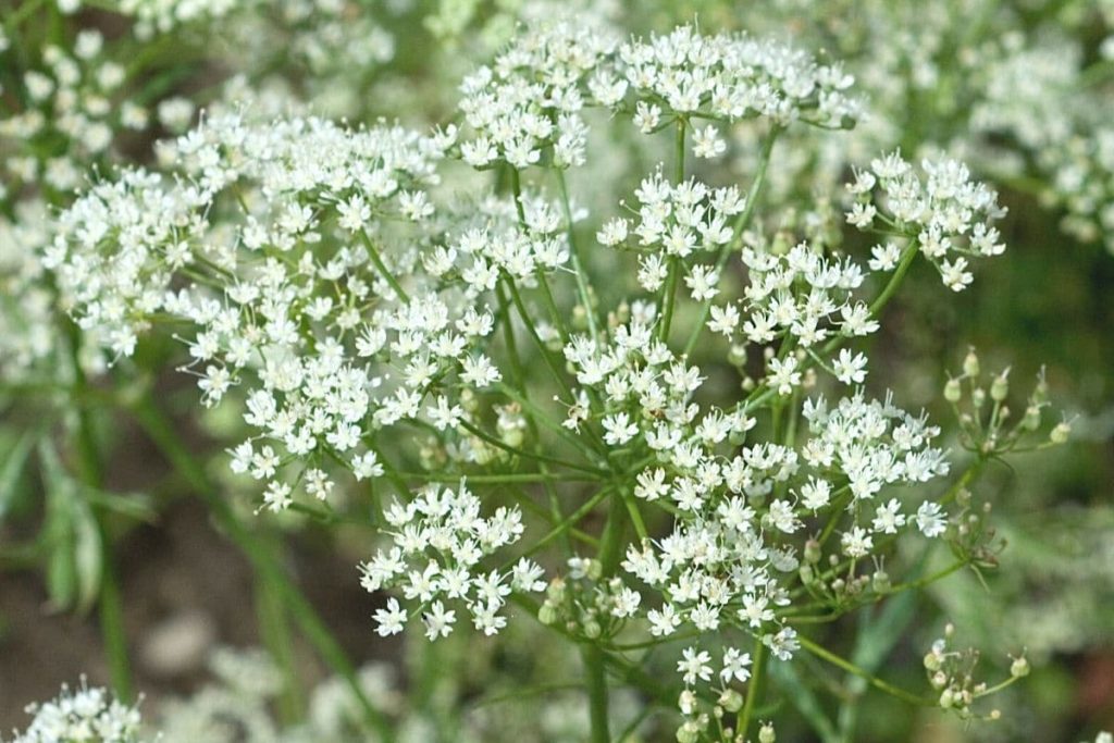 Anis - Pimpinella anisum