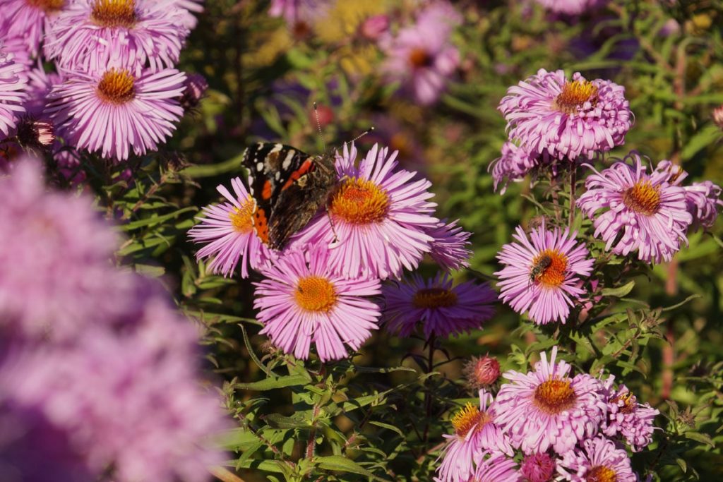 Gräser kombinieren - Aster