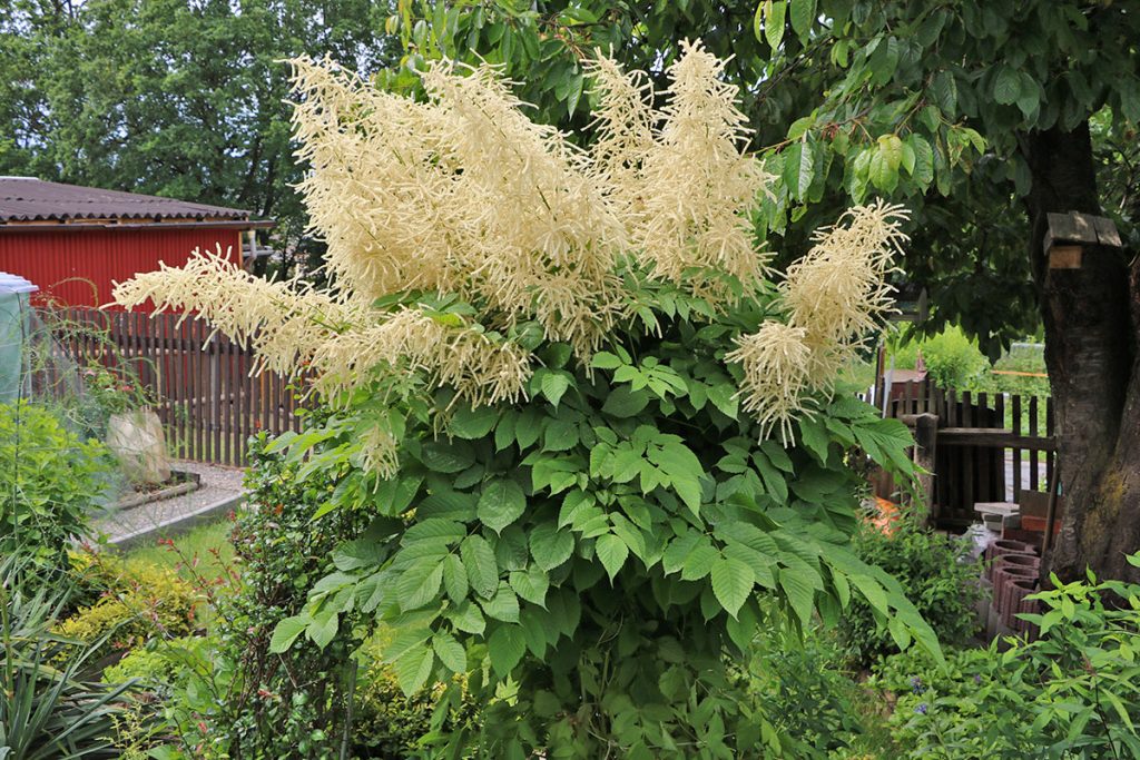 Astilbe, Prachtspiere, Begleitpflanzen