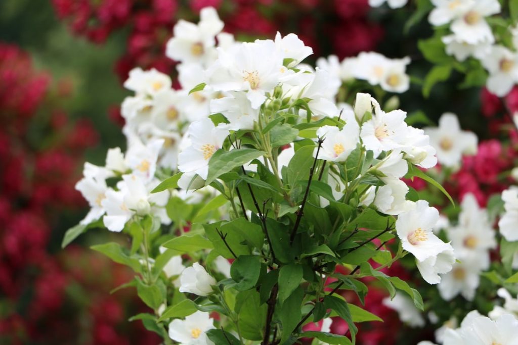 Bauernjasmin - Philadelphus coronarius