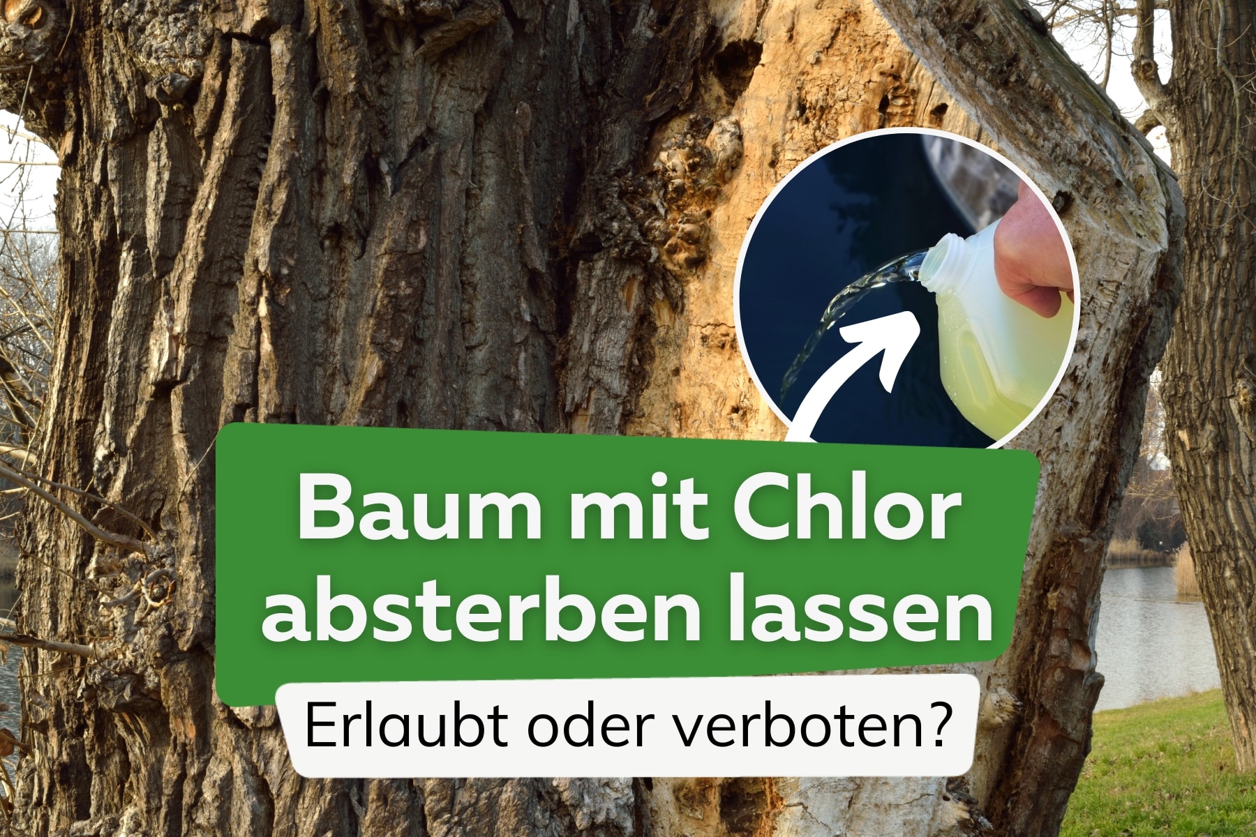 Baum absterben lassen mit Chlor: ist es erlaubt?