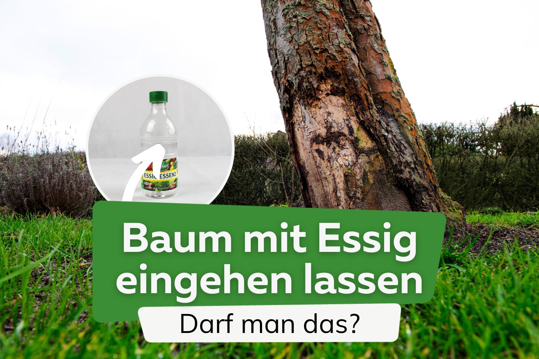 Baum absterben lassen mit Essig? Ist es erlaubt?