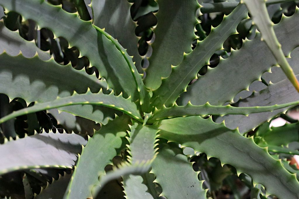 Baum-Aloe, Aloe arborescens