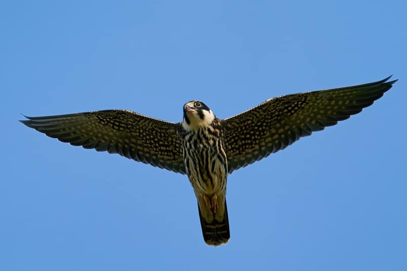 Baumfalke (Falco subbuteo)