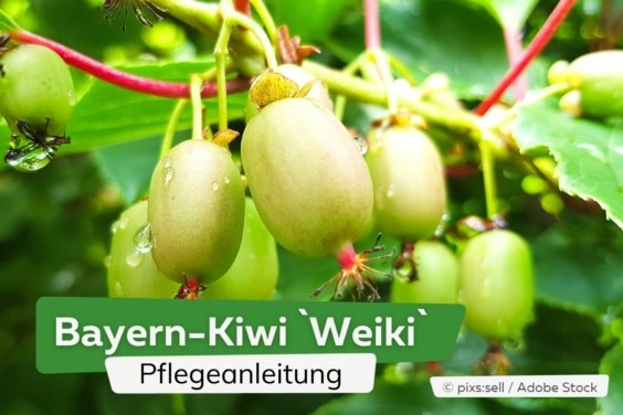 Bayern-Kiwi `Weiki`(R): Pflege ABC & Schneiden