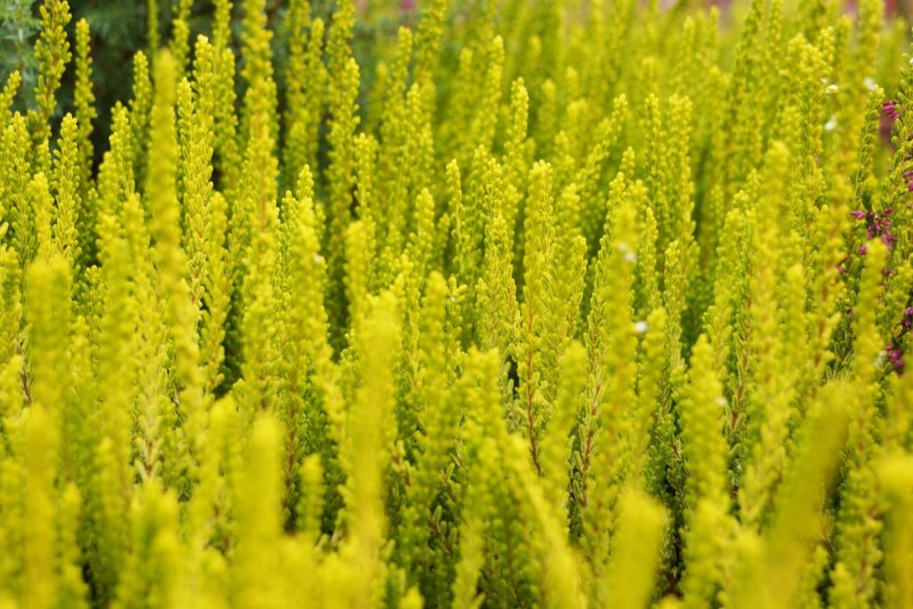 Besenheide (Calluna vulgaris)