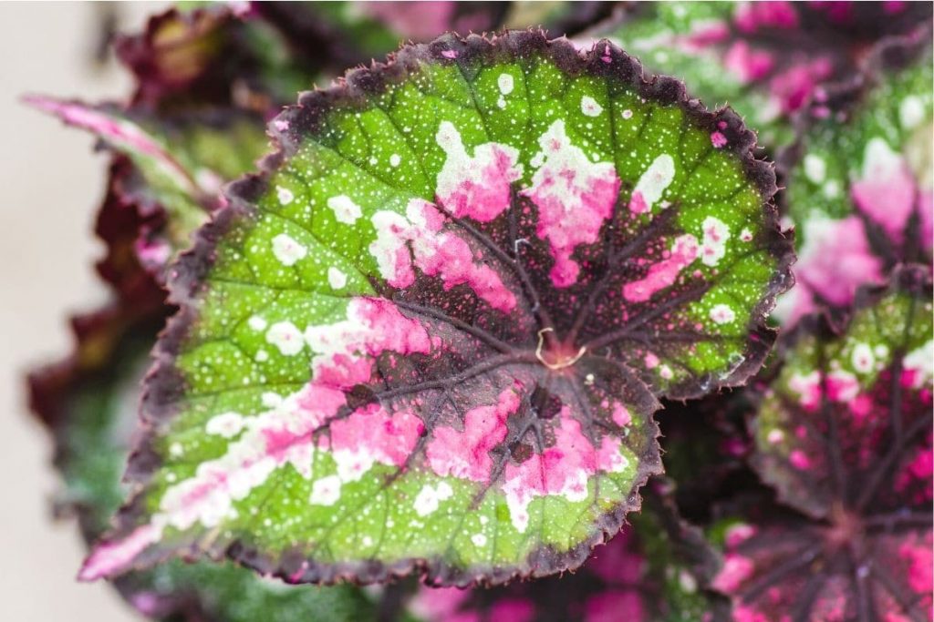 Blatt von Begonia rex - Großaufnahme