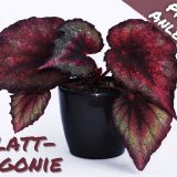 Blattbegonie - Begonia rex