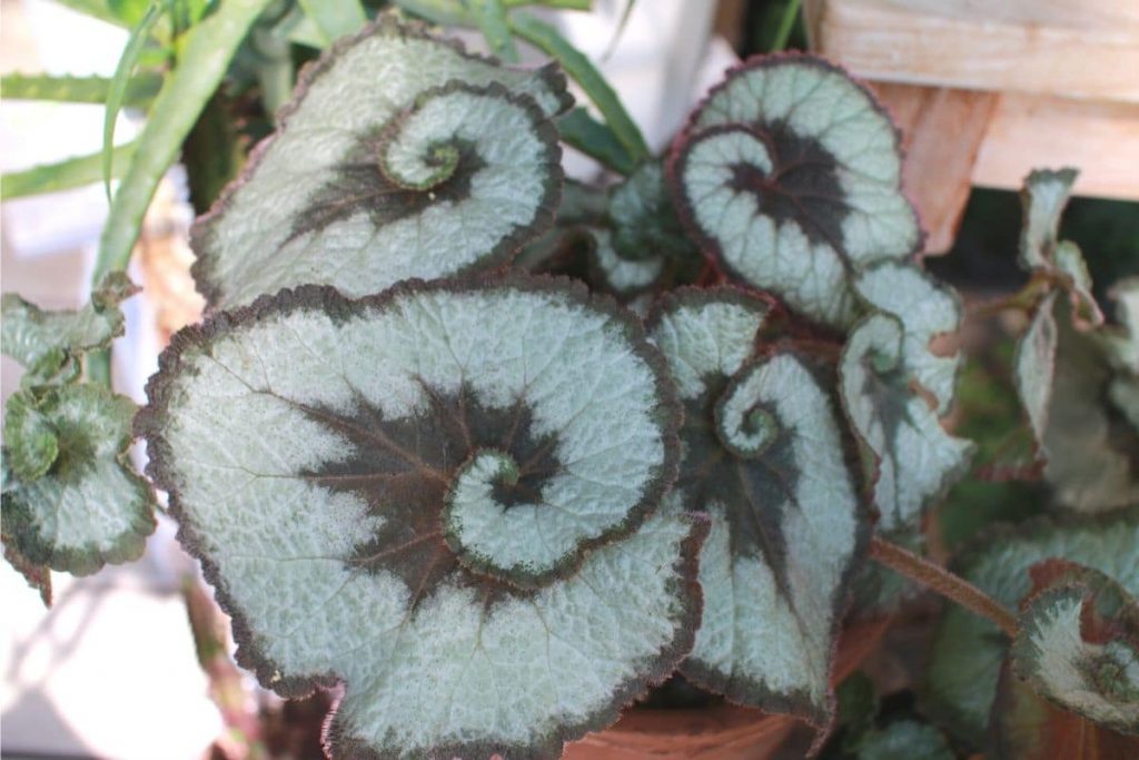 Begonia rex 'Escargot'