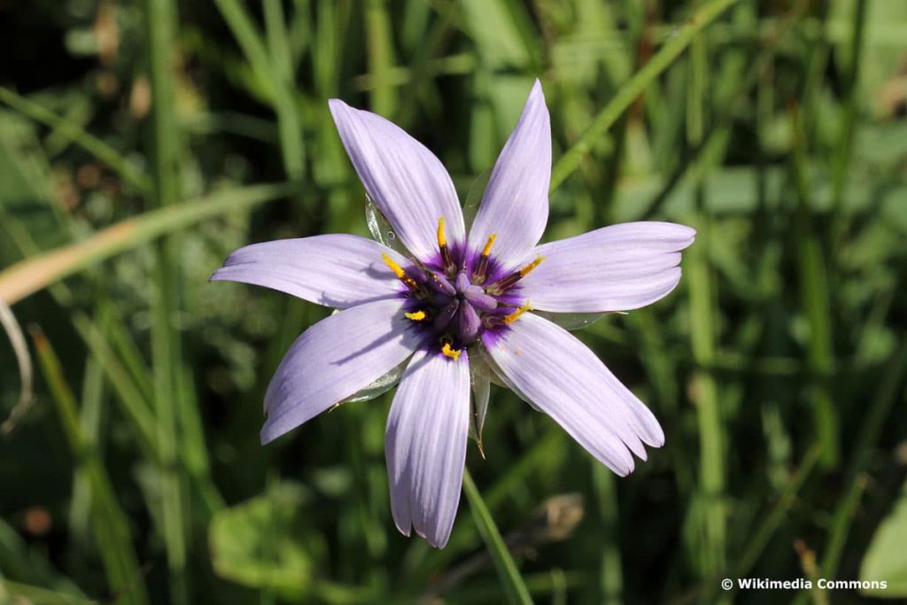 Blaue Rasselblume (Catananche caerulea)