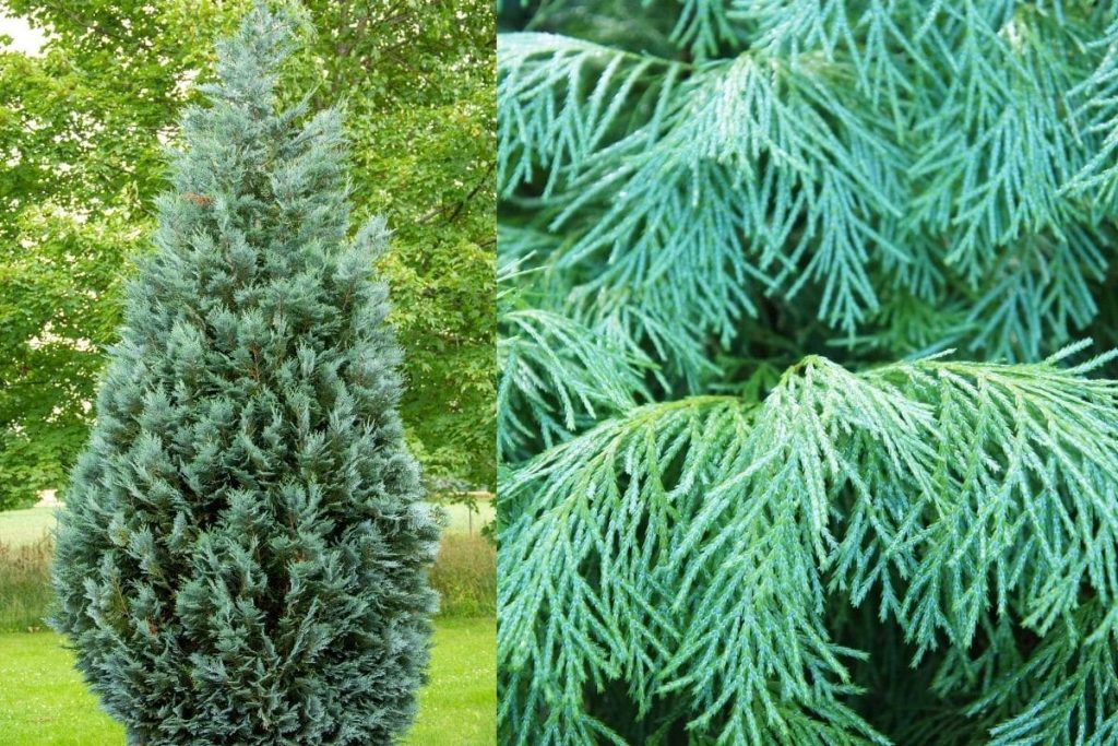 blaue Scheinzypresse (Chamaecyparis lawsoniana 'Alumii'), Heckenpflanze