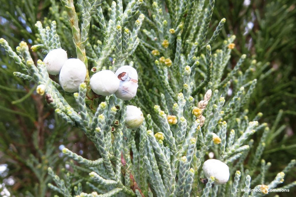 Blauer Raketenwacholder - Juniperus scopulorum 'Blue Arrow'