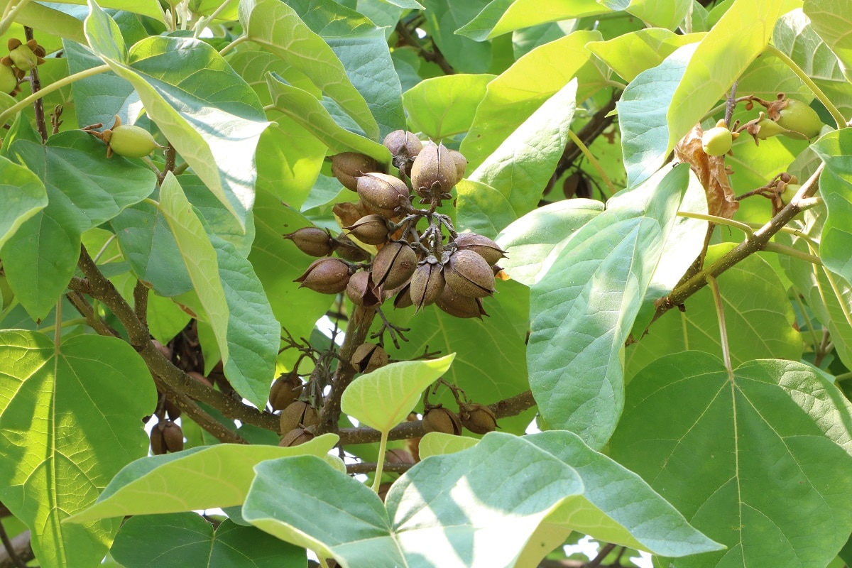 Blauglockenbaum - Paulownia tomentosa