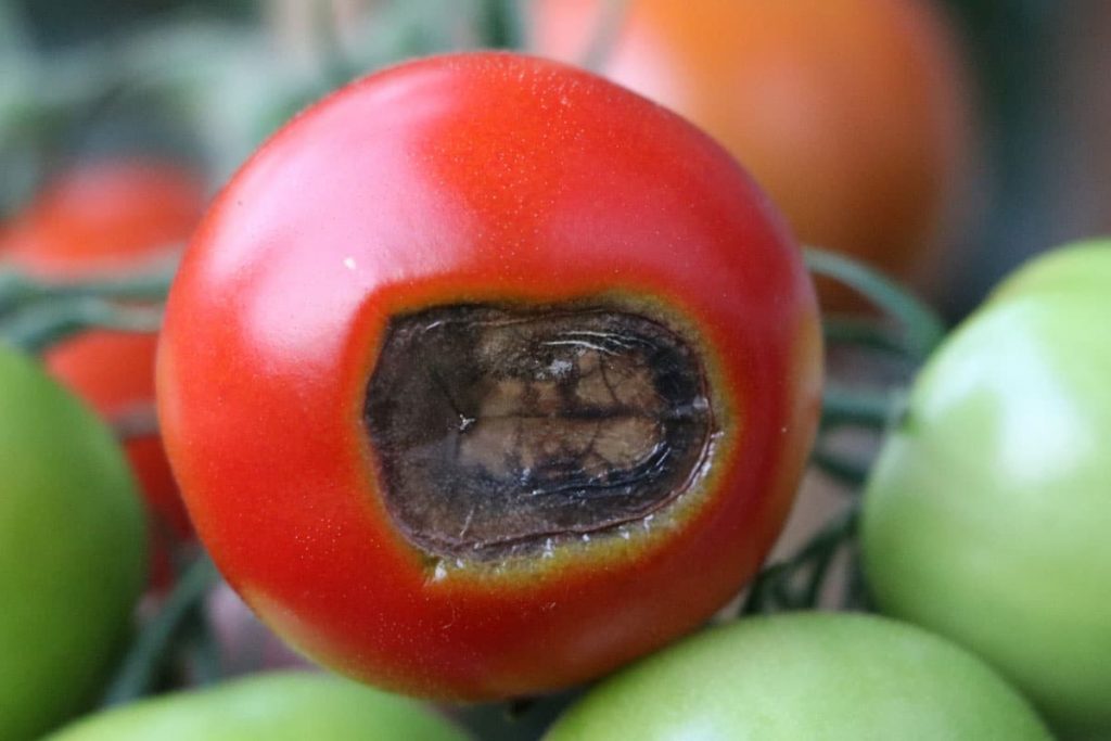 Blütenendfäule an Tomate