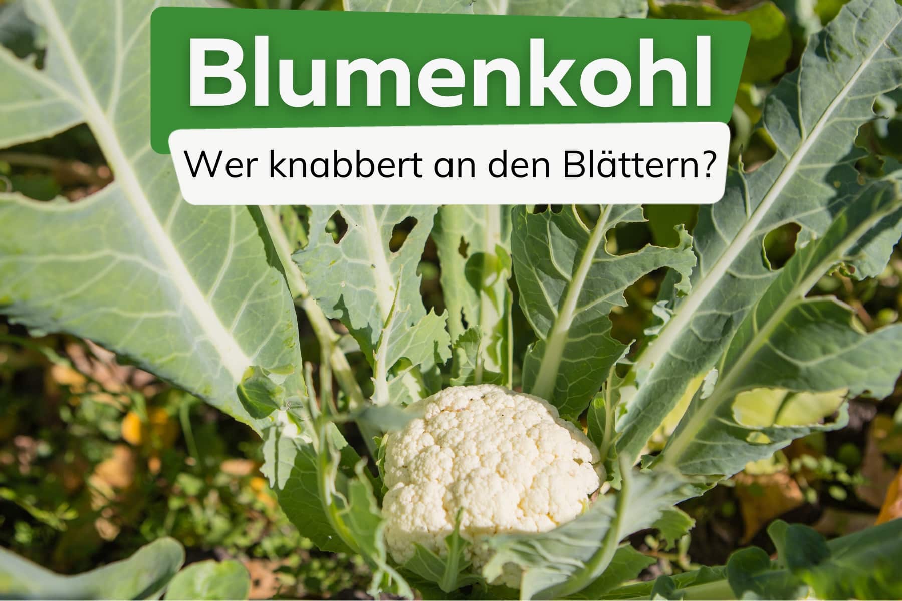 Blumenkohl-Blätter angefressen: wer war es?