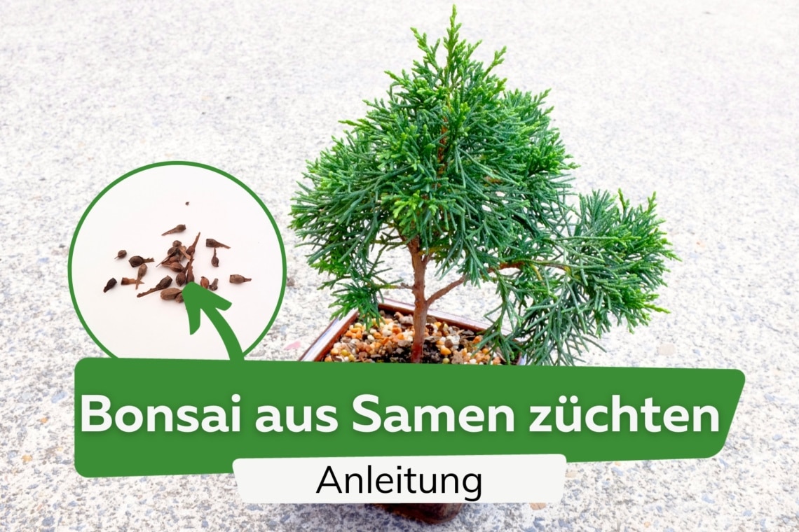 Bonsai aus Samen züchten