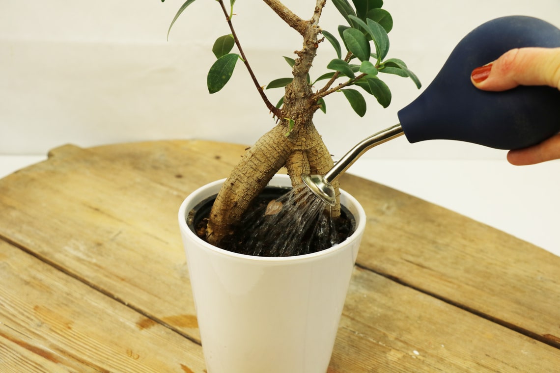 Jungen Bonsai gießen