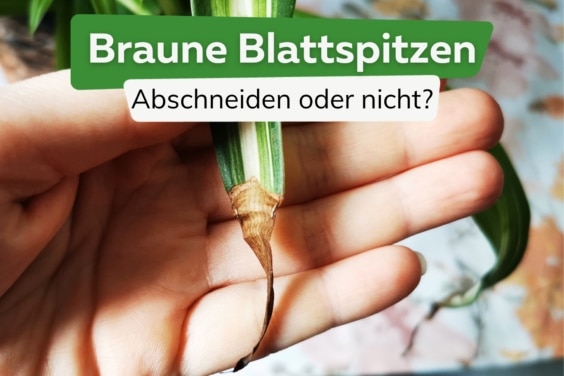 Braune Blattspitzen: darf man Spitzen abschneiden?