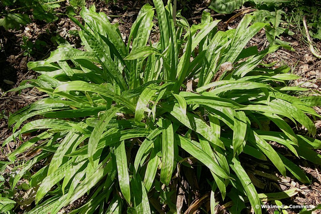 Breitblättrige Segge (Carex plantaginea)