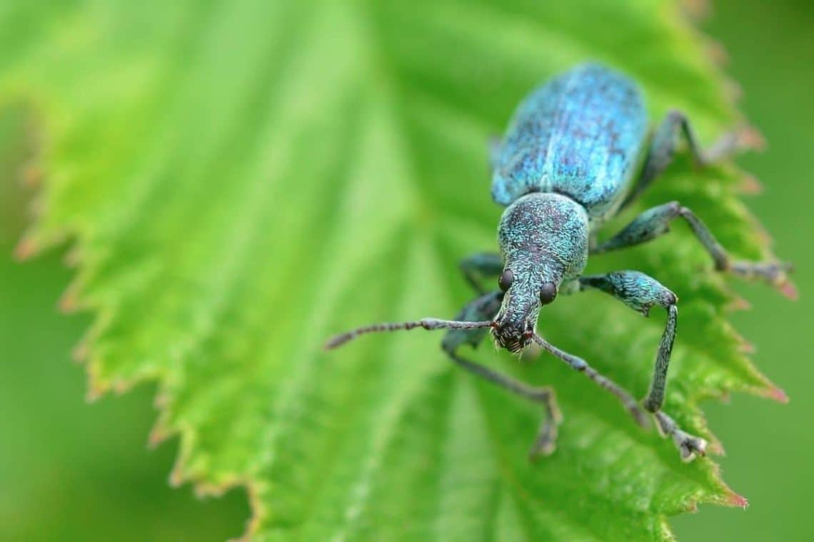 Brennnesselblatt-Rüssler (Phyllobius pomaceus) heimischer Käfer