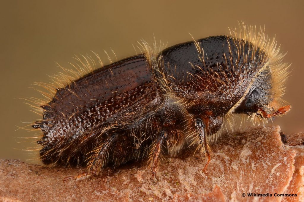 Buchdrucker (Ips typographus) heimischer Käfer