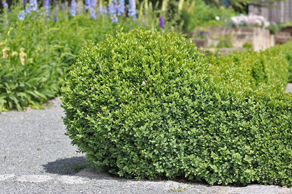 Buchsbaum (Buxus sempervirens), blickdichte Hecke