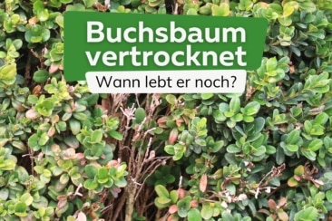 Buchsbaum vertrocknet: wann ist er tot?