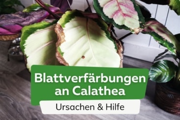 Calathea bekommt gelbe/braune Blätter: was tun?