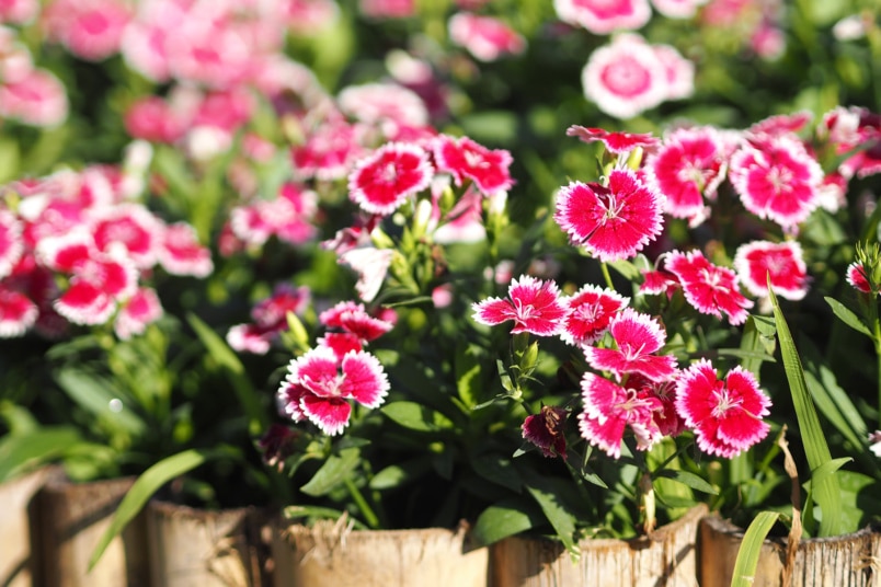 Chinesische Nelke (Dianthus chinensis)