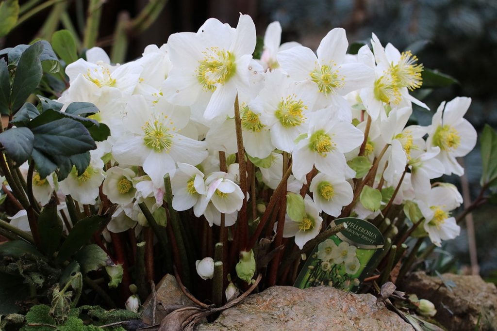 Christrosen (Helleborus niger)