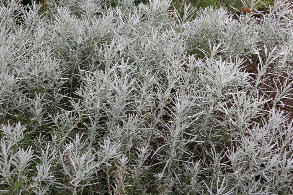 Currykraut - Helichrysum italicum