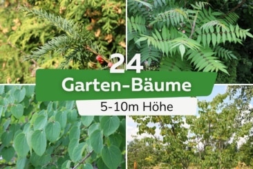 Diese 24 Garten-Bäume erreichen 5-10m Höhe