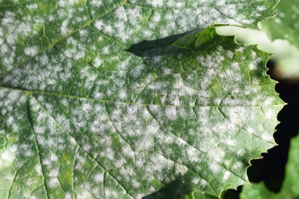 Echter Mehltau an Zucchini-Blatt