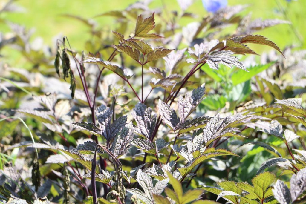 Echter Rotdorn - Crataegus laevigata