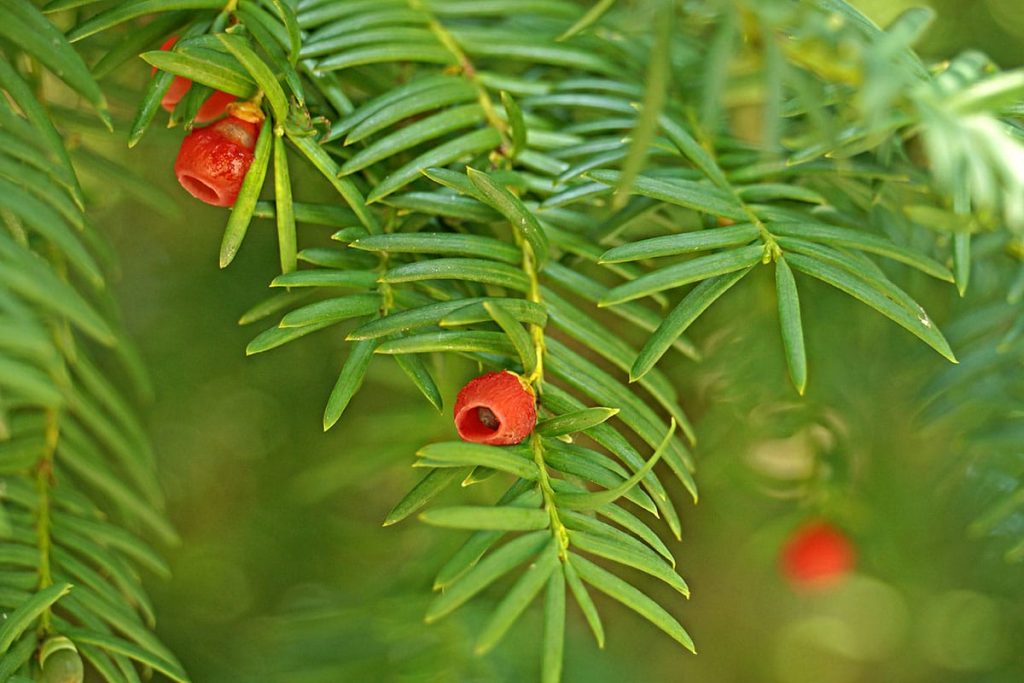 Eibe - Taxus baccata