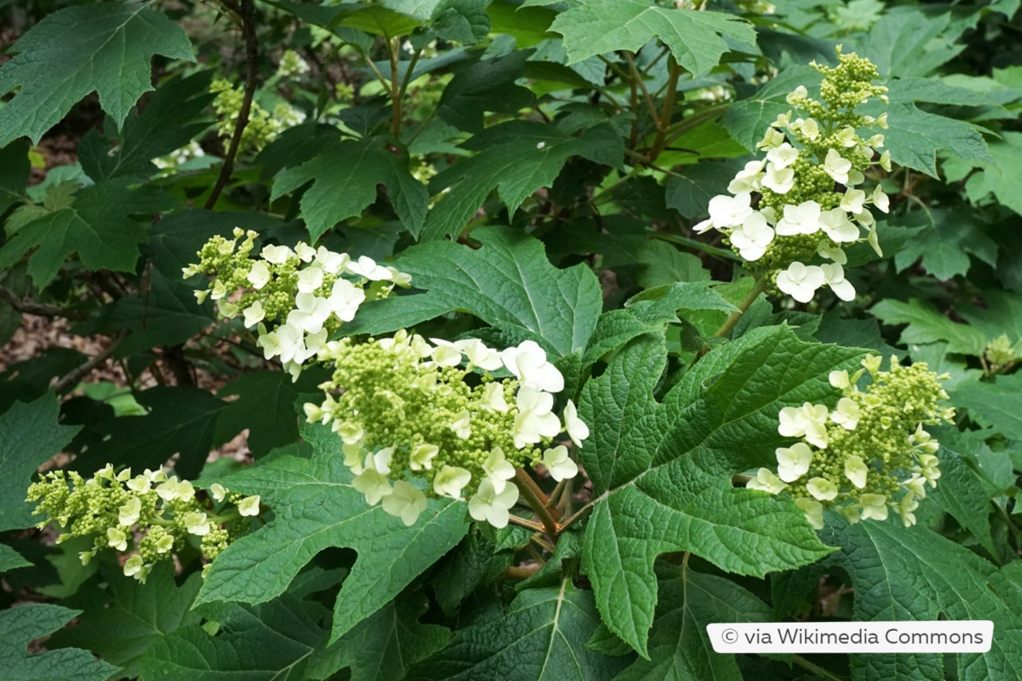 Eichenblättrige Hortensie (Hydrangea quercifolia 'Snow Queen')