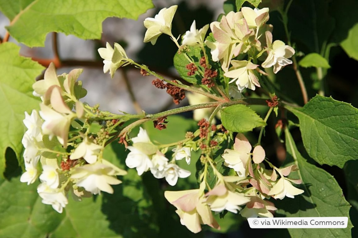 Eichenblättrige Hortensie  (Hydrangea quercifolia 'Snowflake')