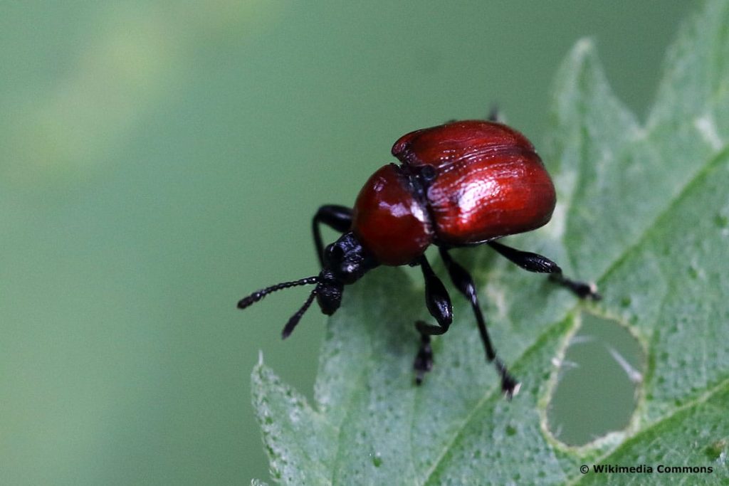 Eichenblattroller (Attelabus nitens), heimischer Käfer