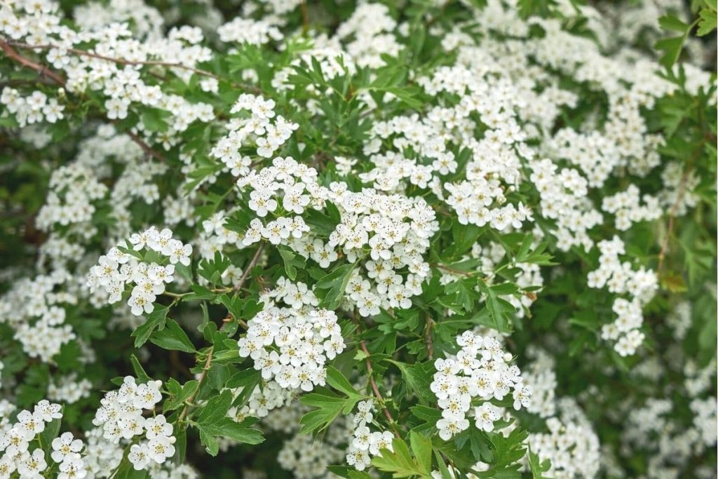 Eingriffeliger Weißdorn - Crataegus monogyna