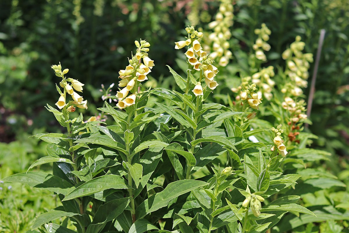 Eisenhut (Aconitum)