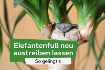 Elefantenfuß neu austreiben lassen: so gelingt es