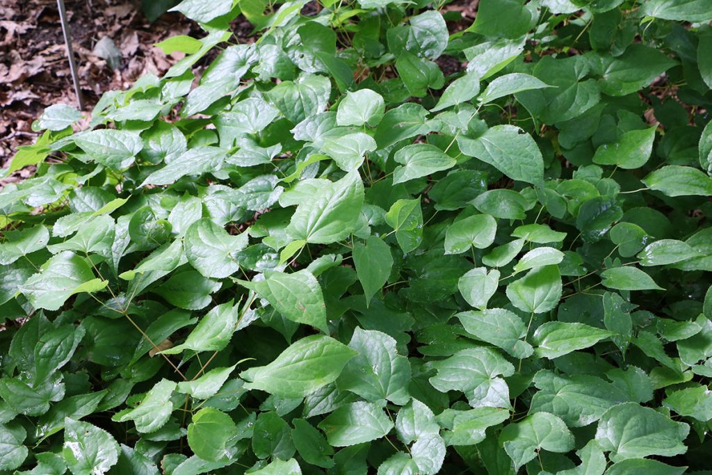 Elfenblume (Epimedium)