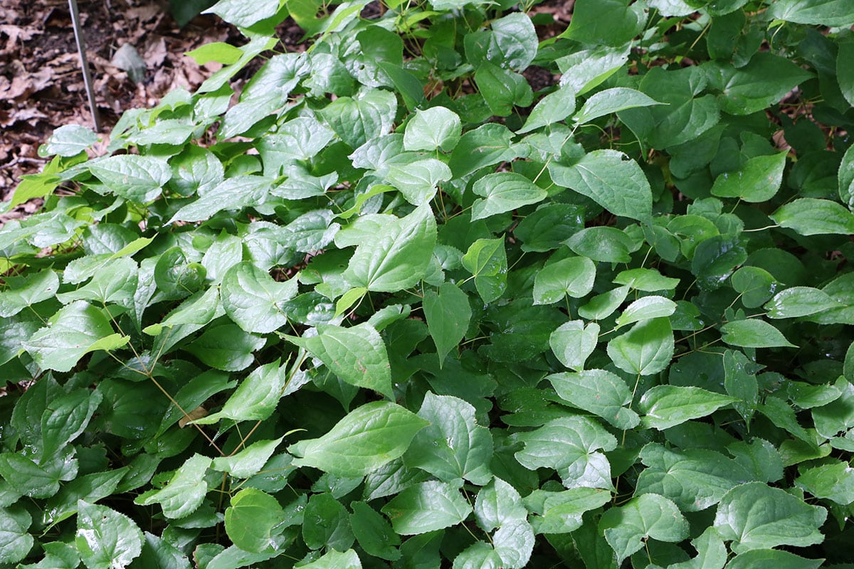 Elfenblume - Epimedium