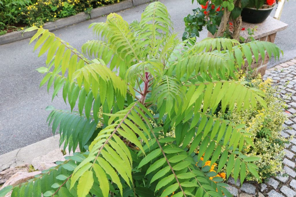 Essigbaum - Rhus typhina